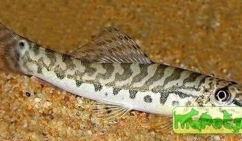 Acanthocobitis botia (Botia acanthocobitis)