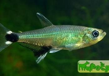 Aphyocharax paraguayensis