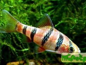Puntius hexazona (Barbus hexazona)