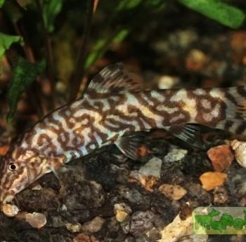 Botia rostrata
