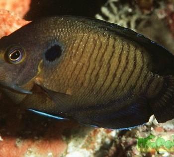 Centropyge multispinis