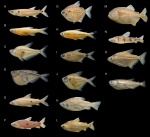 Metynnis lippincottianus (M. roosevelti)