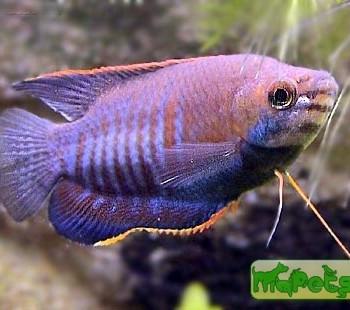 Colisa labiosa