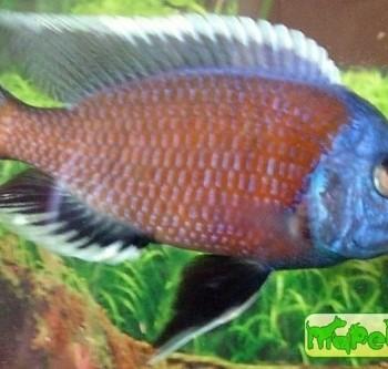 Copadichromis sp. «Kadango»