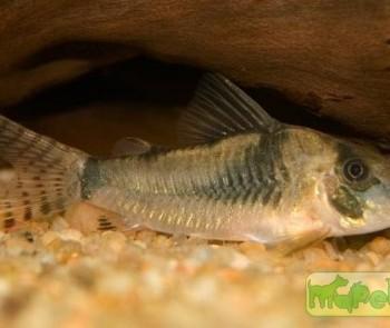 Corydoras septentrionalis