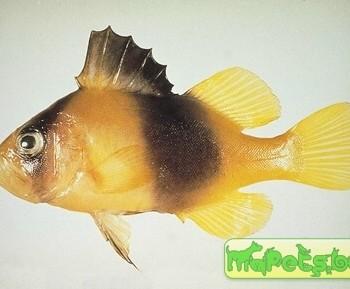 Diploprion bifasciatus