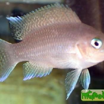 Neolamprologus marunguensis
