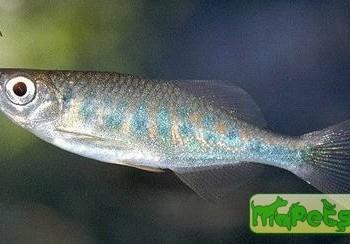 Devario pathirana (Danio pathirana)
