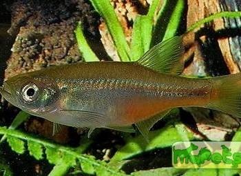 Devario sondhii