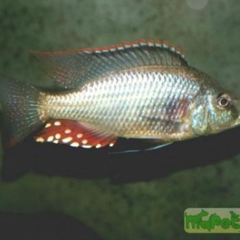 Dimidiochromis strigatus