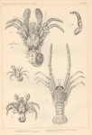 Paguristes puncticeps