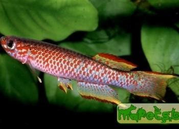 Aphyosemion gabunense marginatum