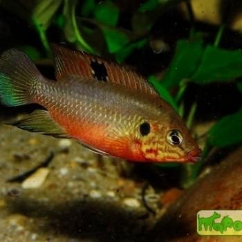 Hemichromis cerasogaster