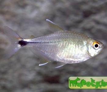 Hemigrammus ocellifer