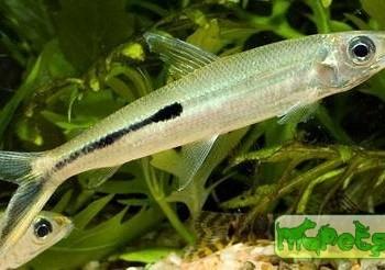 Hemiodus gracilis (Hemiodopsis gracilis)