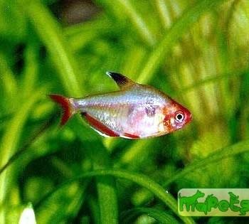 Hyphessobrycon minor (Hyphessobrycon callistus minor)