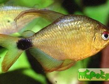 Hyphessobrycon heliacus