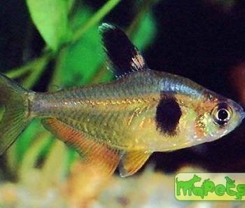Hyphessobrycon scholzei