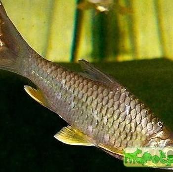 Hypsibarbus pierrei (Barbus pierrei)
