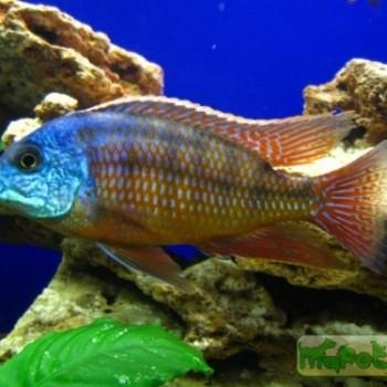 Copadichromis boadzulu