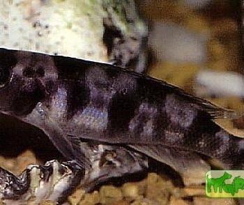 Neolamprologus boulengeri