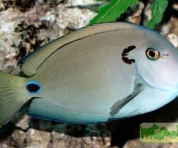 Acanthurus tennenti