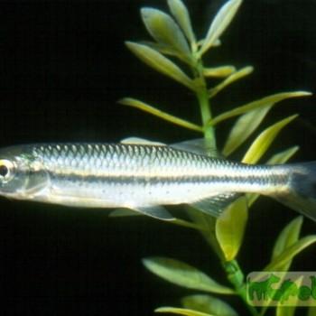 Luciosoma spilopleura