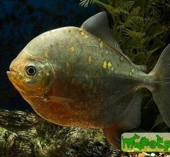 Metynnis argenteus