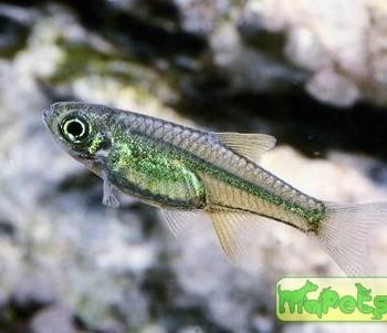 Microdevario kubotai (Microrasbora kubotai)