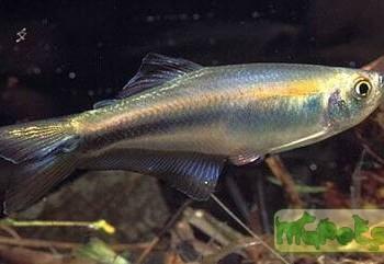 Mimagoniates (Coelurichthys) microlepis