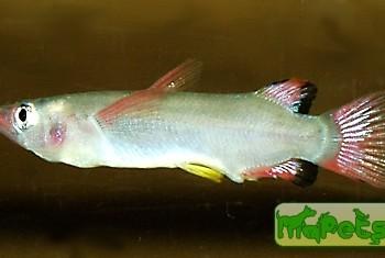 Nomorhamphus liemi