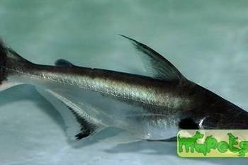 Pangasius larnaudii