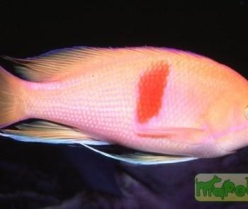 Pseudanthias rubrizonatus