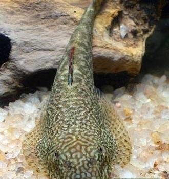 Pseudogastromyzon myersi (Gastromyzon myersi)