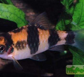 Puntius melanampyx