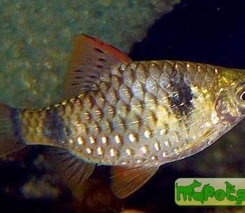 Puntius cumingii