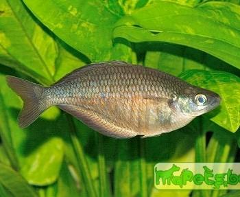 Glossolepis multisquamata