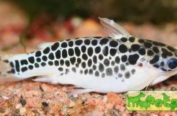 Tatia perugiae