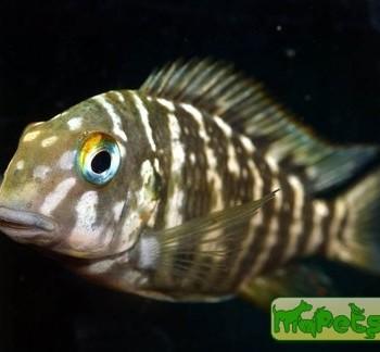 Tropheus polli