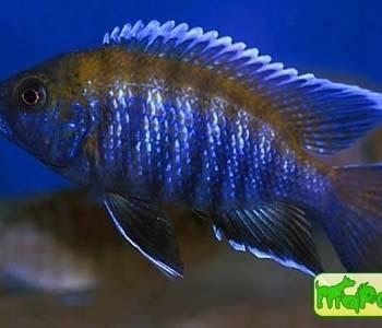 Aulonocara sp. «walteri»