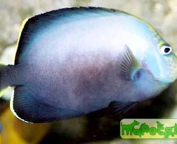 Chaetodontoplus dimidiatus