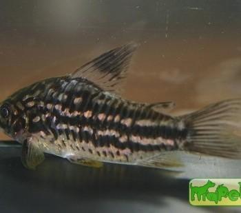 Corydoras napoensis