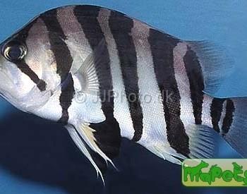 Datnioides polota