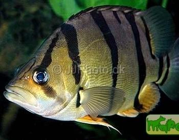 Datnioides undecimradiatus