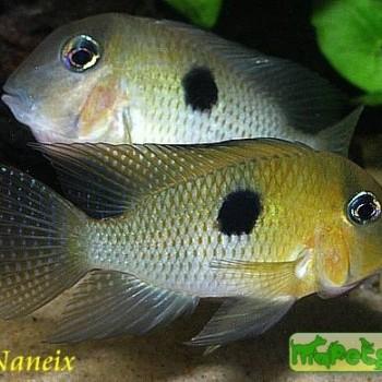 Guianacara owroewefi