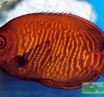 Centropyge aurantia