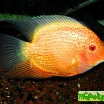 Heros sp. «Red pearl»