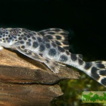 Peckoltia sp. L260
