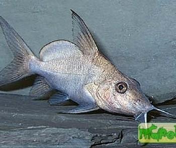 Synodontis membranaceus (Hemisynodontis membraneceus)