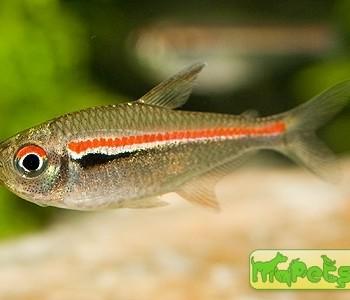 Hyphessobrycon amapaensis